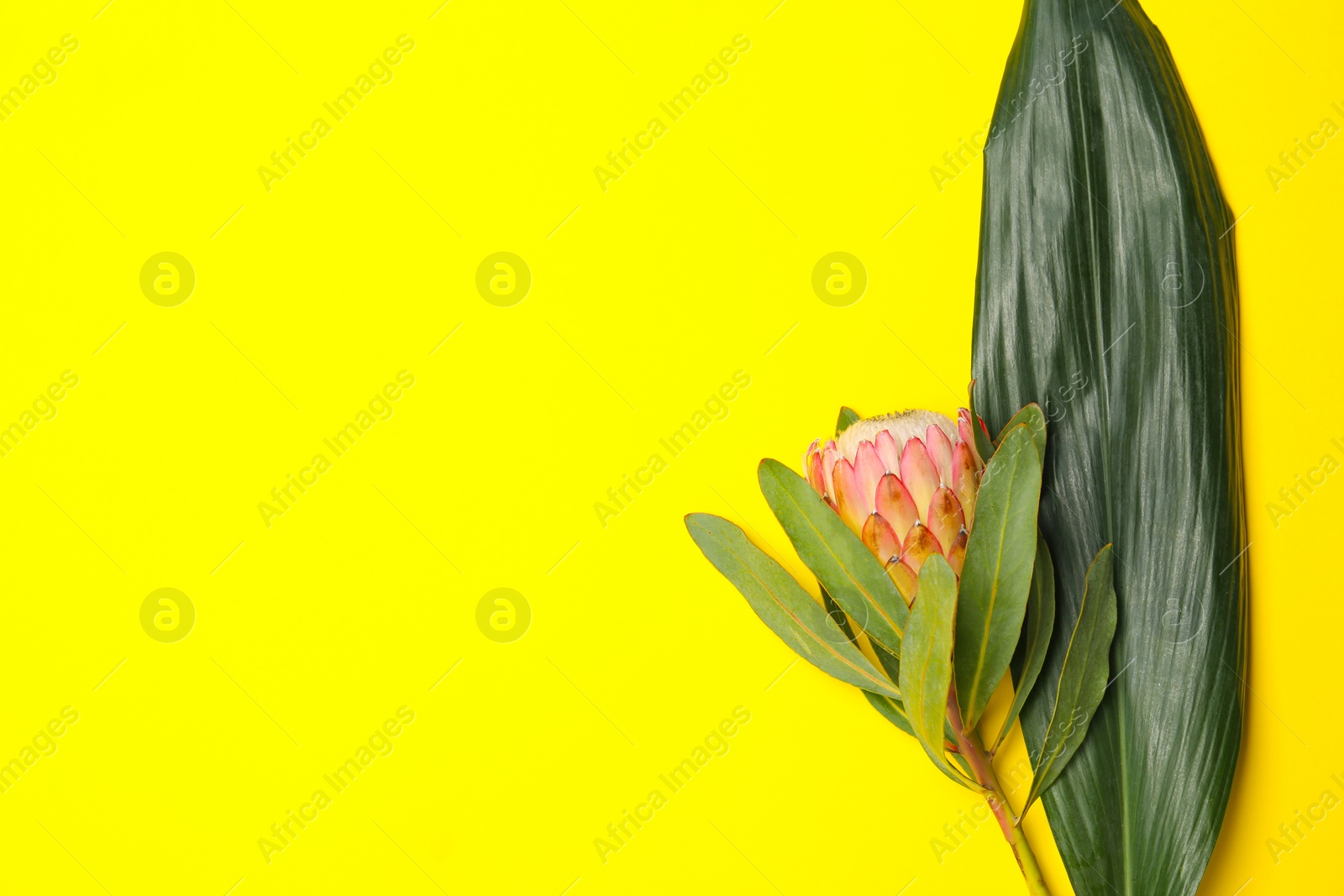 Photo of Creative composition with protea flower and tropical leaf on yellow background