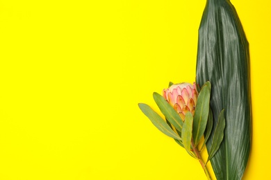 Creative composition with protea flower and tropical leaf on yellow background