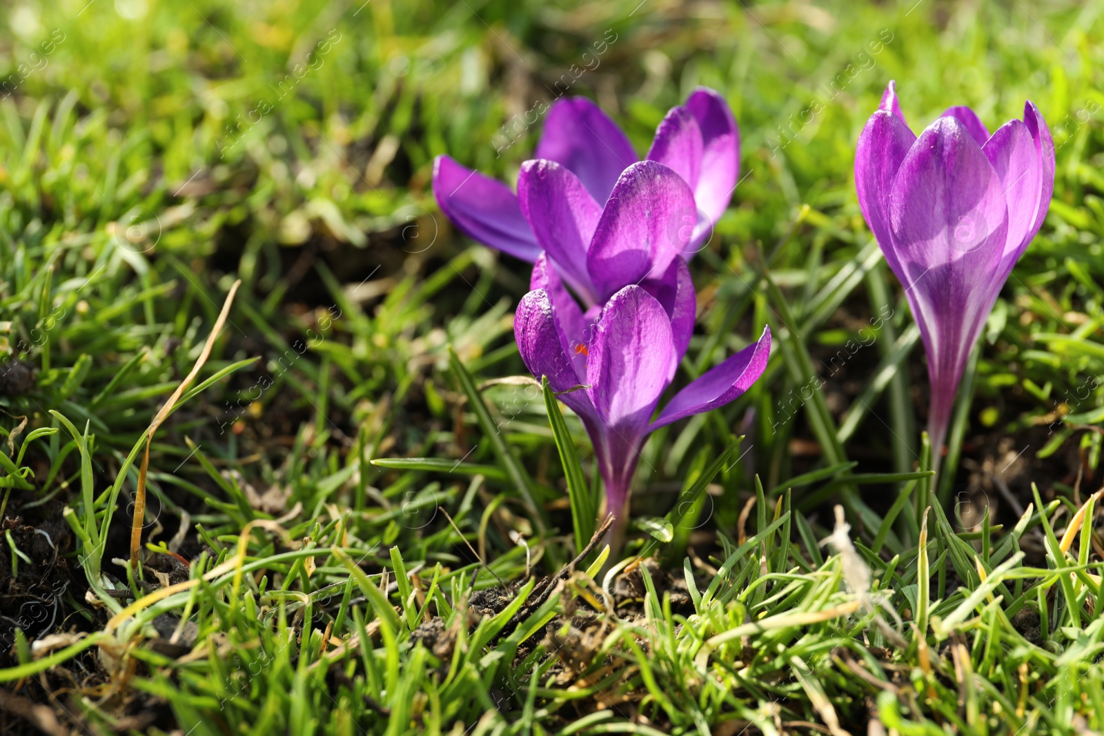 Photo of Beautiful purple crocus flowers growing in garden