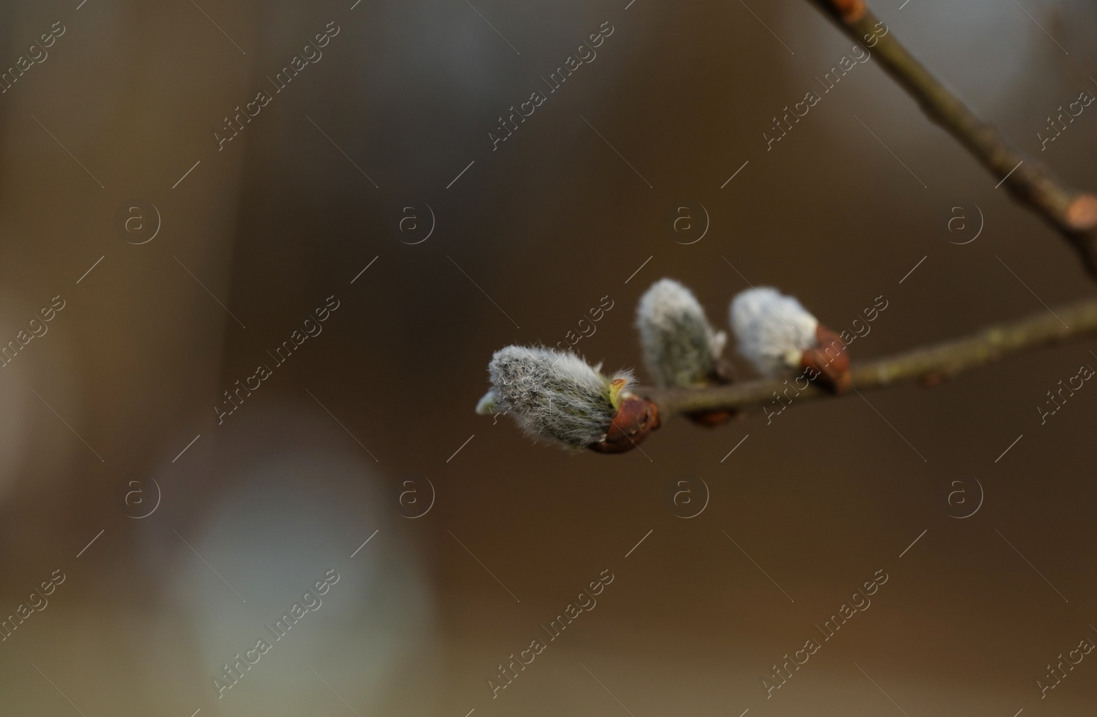 Photo of Beautiful pussy willow branch with catkins outdoors, closeup. Space for text