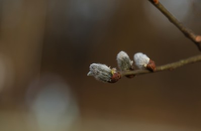 Beautiful pussy willow branch with catkins outdoors, closeup. Space for text