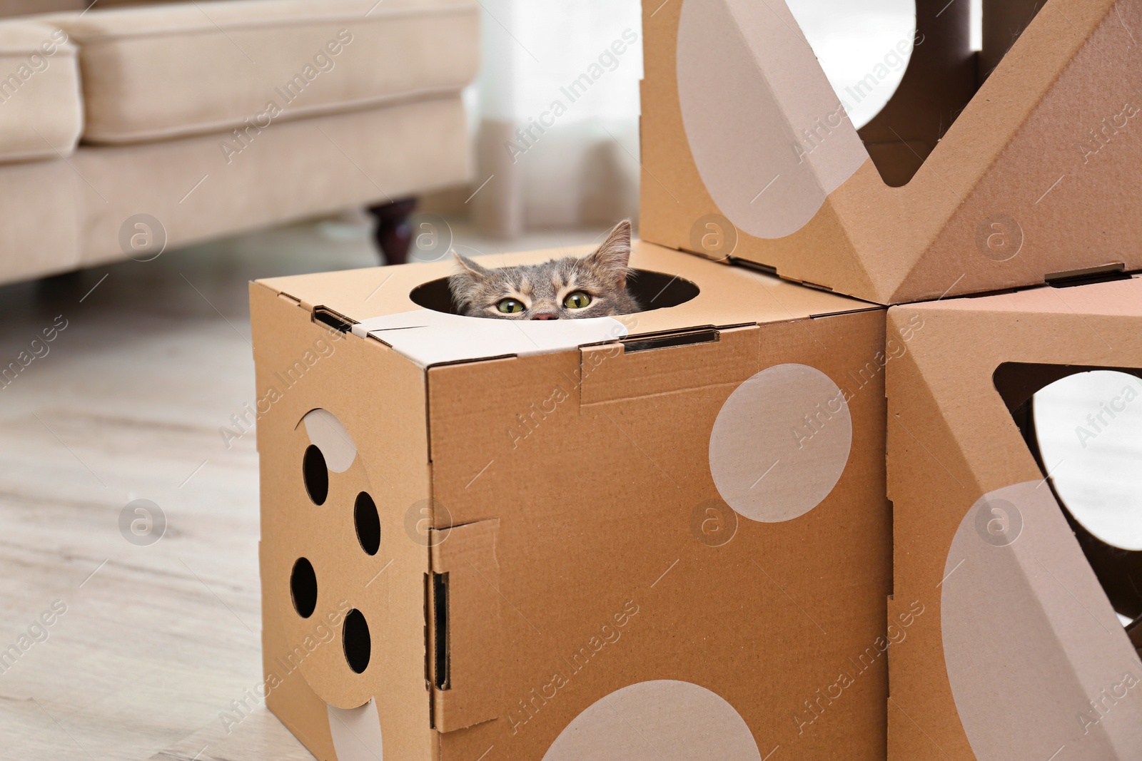 Photo of Cute gray tabby cat inside cardboard house in room. Lovely pet