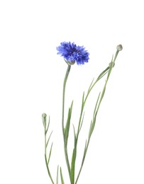 Photo of Beautiful blooming blue cornflower isolated on white