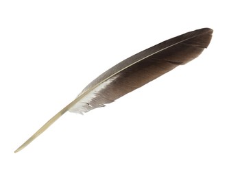 Beautiful grey bird feather isolated on white