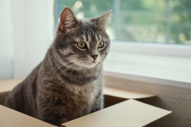 Cute grey tabby cat in cardboard box near window at home