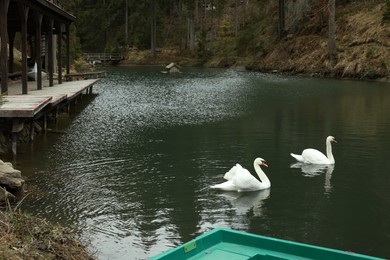 Beautiful white mute swans swimming in pond