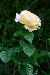 Photo of Beautiful yellow rose flower with green leaves blooming outdoors, closeup