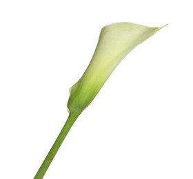 Beautiful calla lily flower on white background