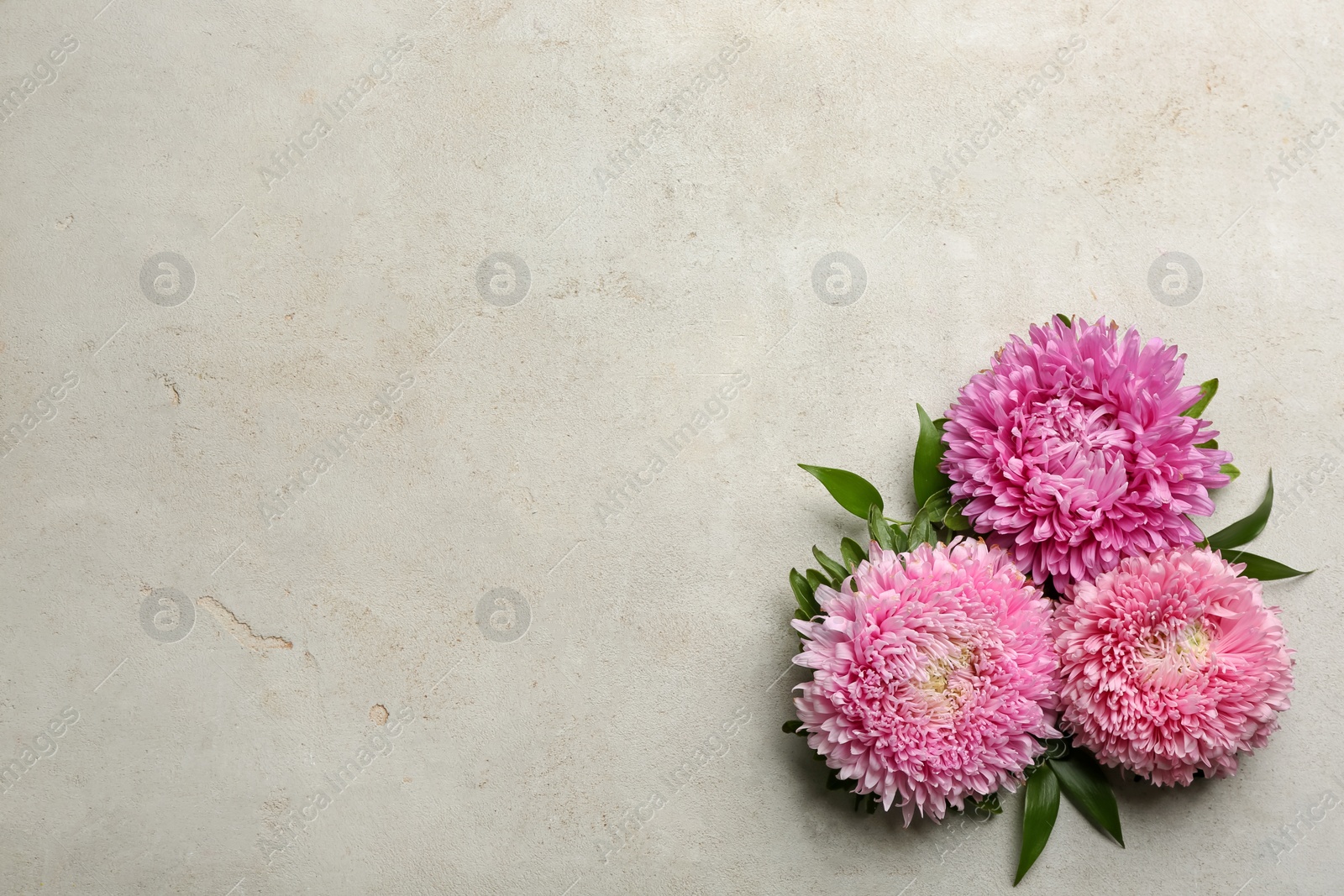 Photo of Beautiful asters and space for text on grey background, flat lay. Autumn flowers