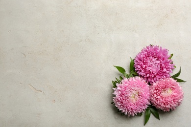 Beautiful asters and space for text on grey background, flat lay. Autumn flowers