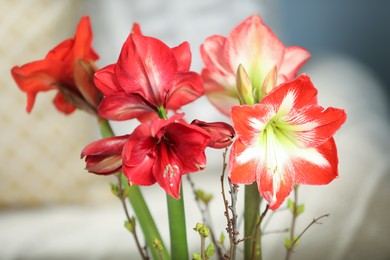 Beautiful red amaryllis flowers on blurred background, closeup