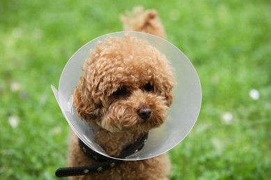 Photo of Cute Maltipoo dog wearing Elizabethan collar outdoors, closeup