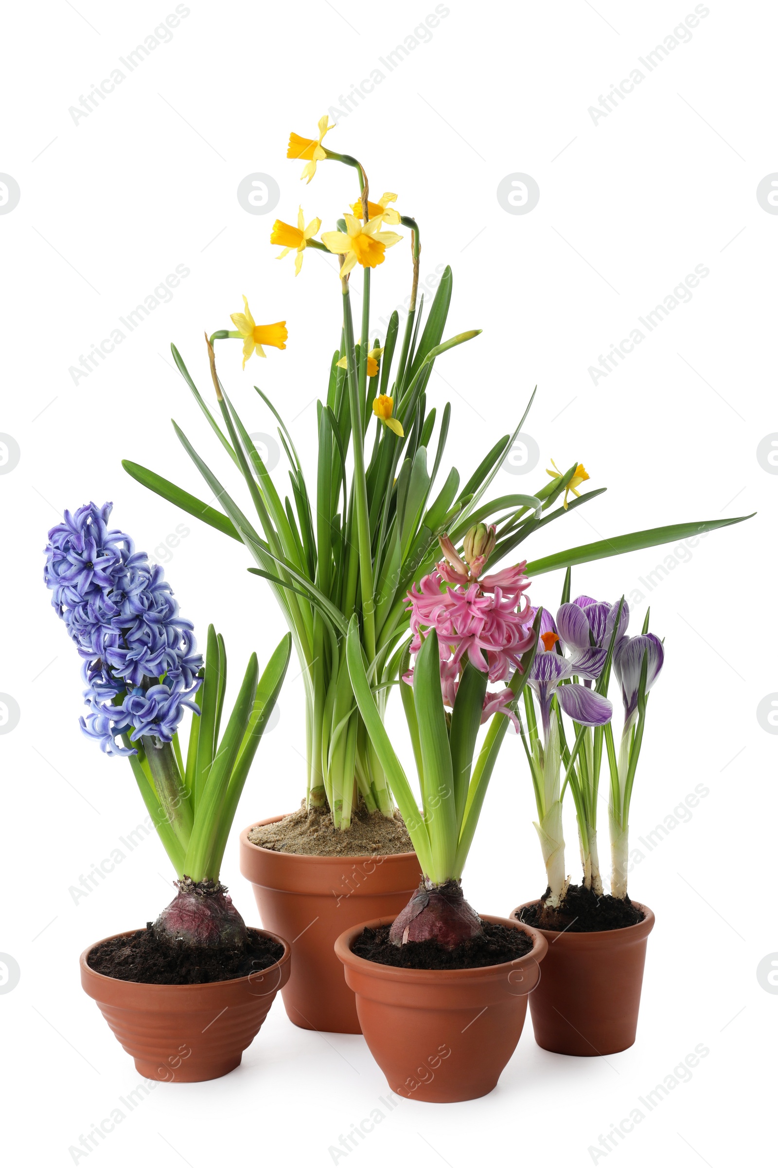 Photo of Different beautiful potted flowers on white background