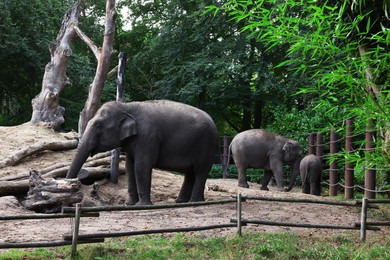 Group of adorable elephants walking in zoological garden