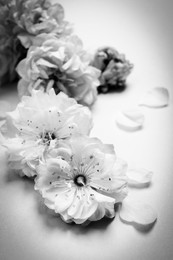 Image of Beautiful sakura tree blossoms on table, closeup. Black and white tone 