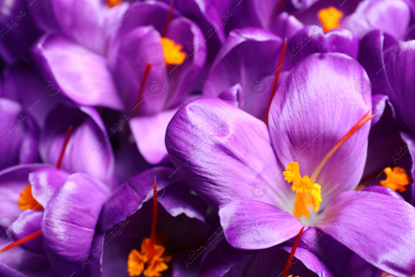 Photo of Beautiful Saffron crocus flowers as background, closeup