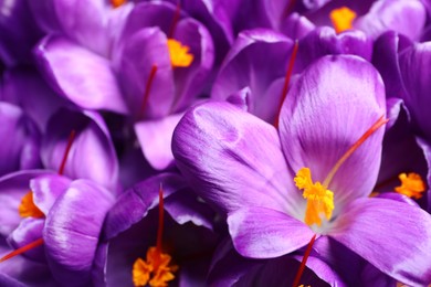 Photo of Beautiful Saffron crocus flowers as background, closeup