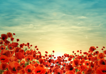 Image of Beautiful red poppy flowers under sky at sunset