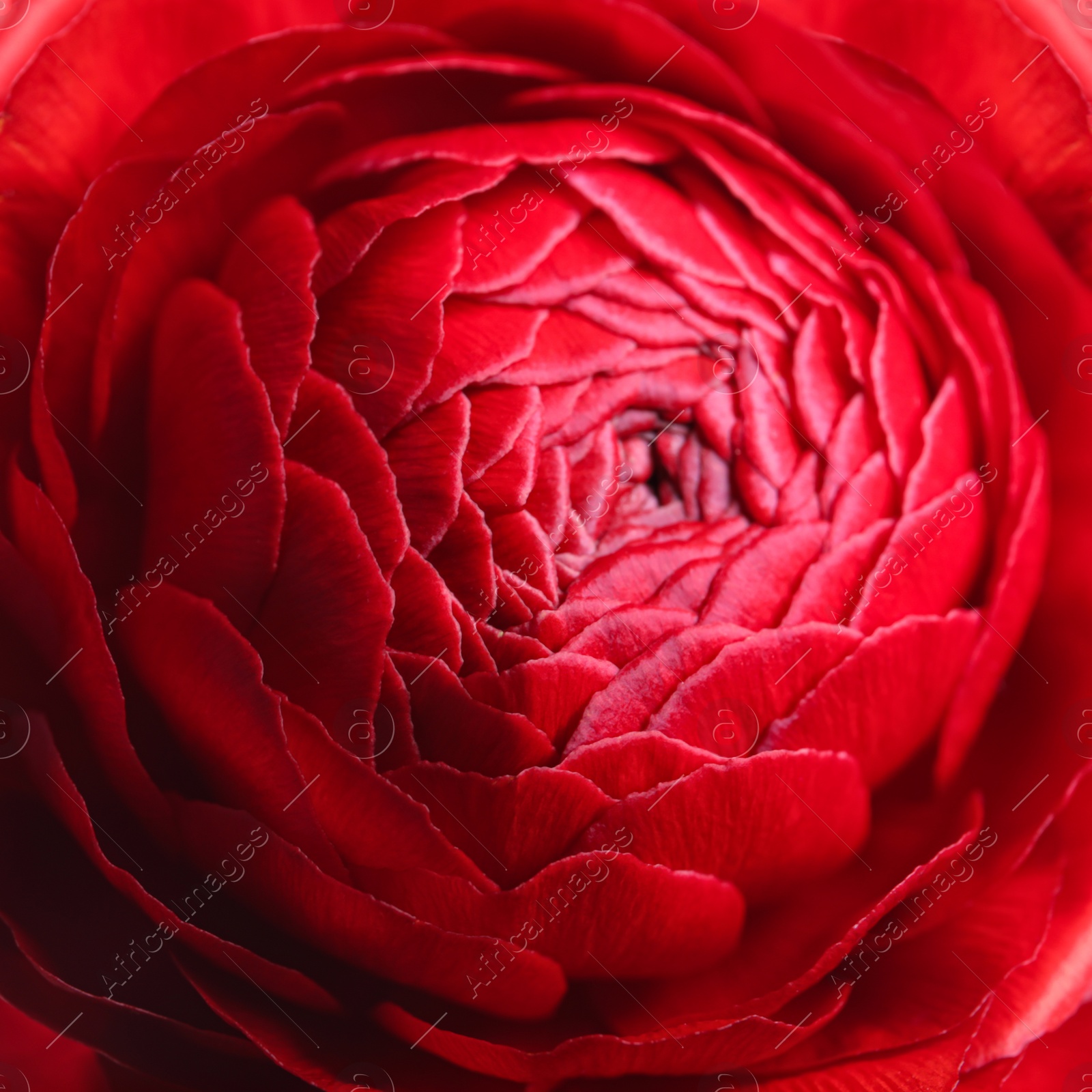 Photo of Beautiful fresh ranunculus flower on white background, closeup