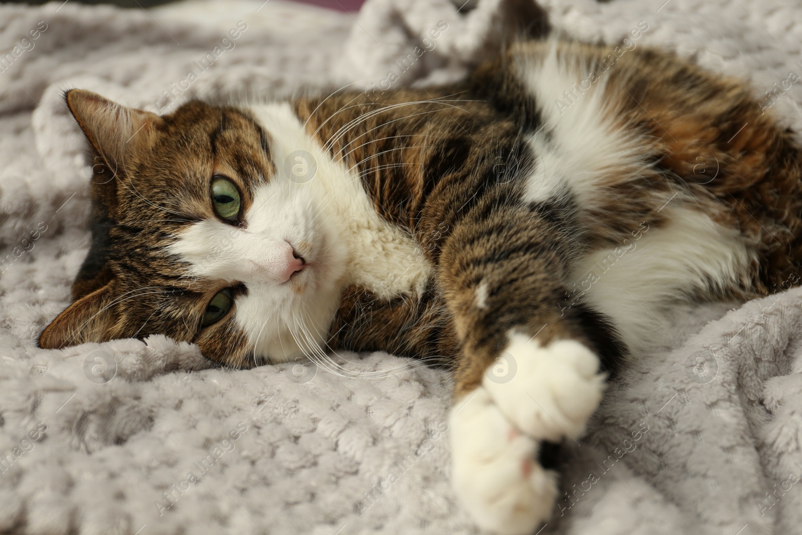 Photo of Cute pet. Cat with green eyes lying on soft blanket at home