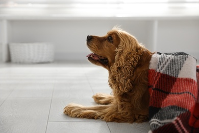 Photo of Cute English cocker spaniel dog with plaid on floor