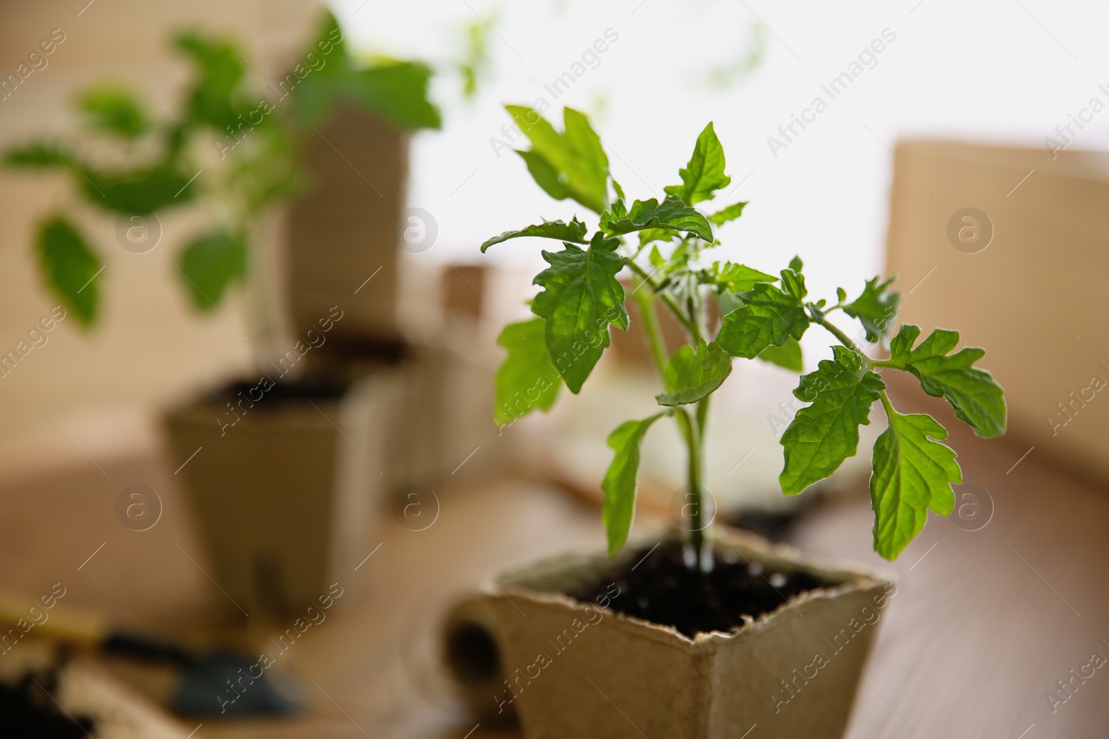 Photo of Green tomato seedling in peat pot on table, closeup