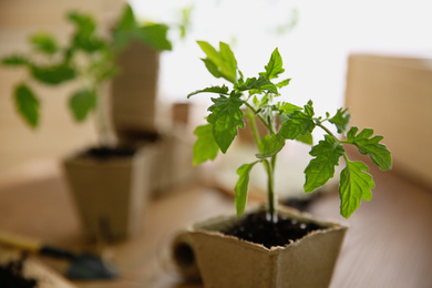 Photo of Green tomato seedling in peat pot on table, closeup