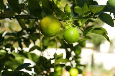 Photo of Ripe limes growing on tree branch in garden, closeup