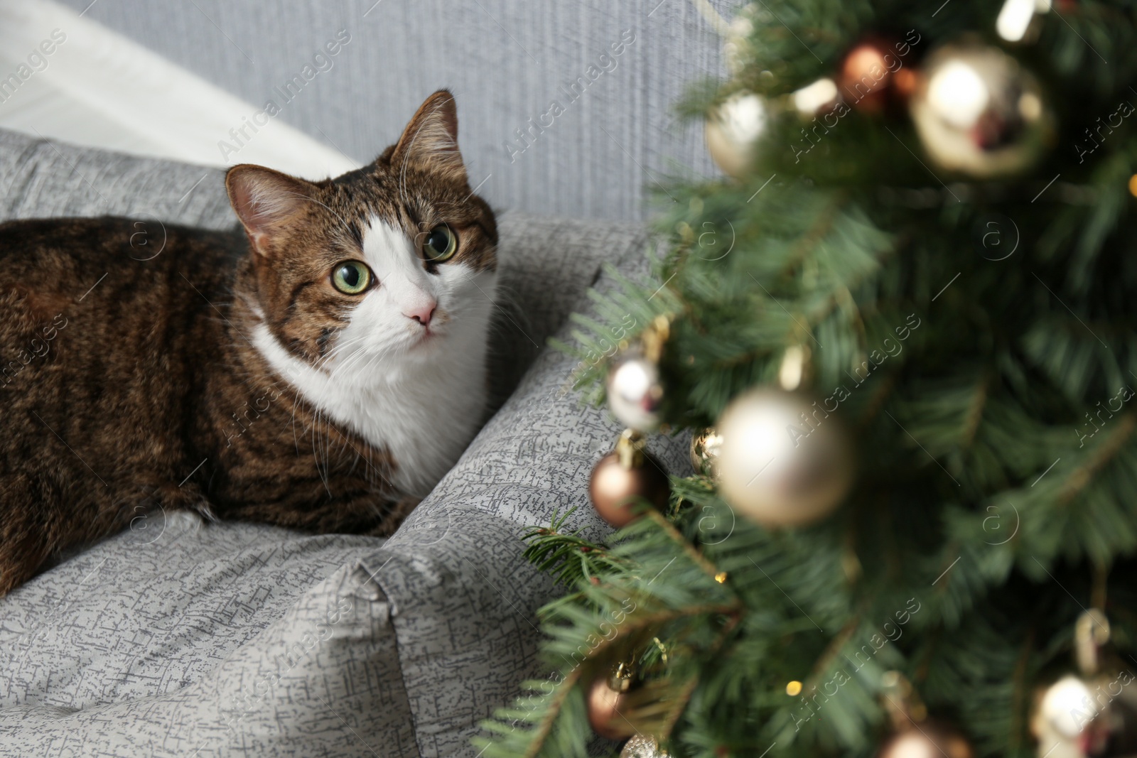 Photo of Cute cat on pet bed near Christmas tree at home