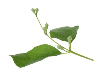 Photo of Jasmine branch with fresh green leaves and buds isolated on white