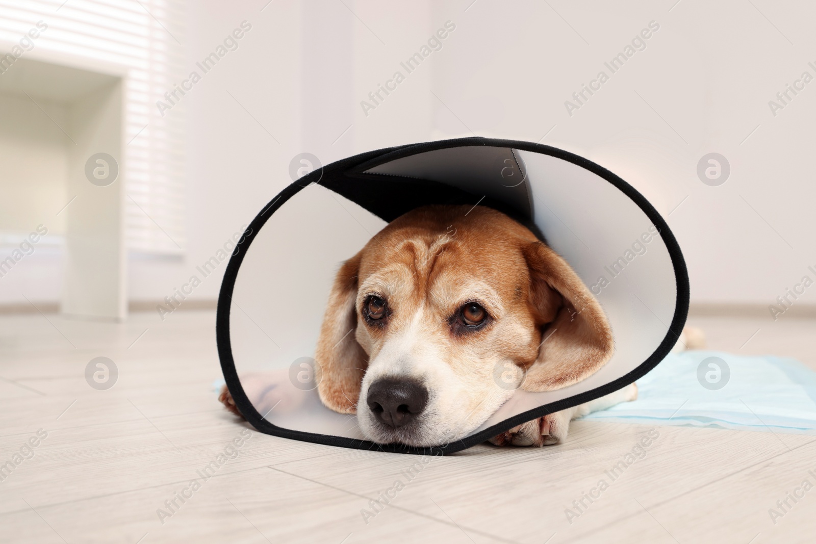 Photo of Adorable Beagle dog wearing medical plastic collar on floor indoors