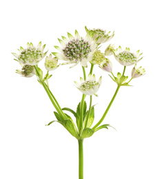 Beautiful fresh astrantia flowers isolated on white