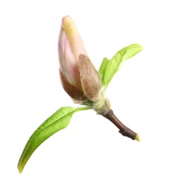 Photo of Beautiful magnolia bud with green leaves isolated on white