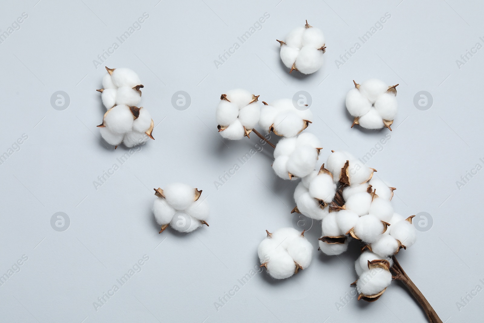 Photo of Beautiful cotton branch with fluffy flowers on light grey background, flat lay