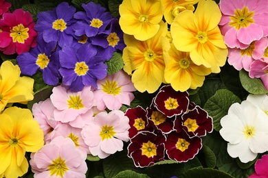 Photo of Beautiful primula (primrose) plants with colorful flowers as background, top view. Spring blossom