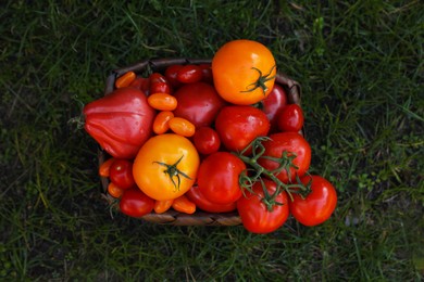 Photo of Basket with fresh tomatoes on green grass outdoors, top view
