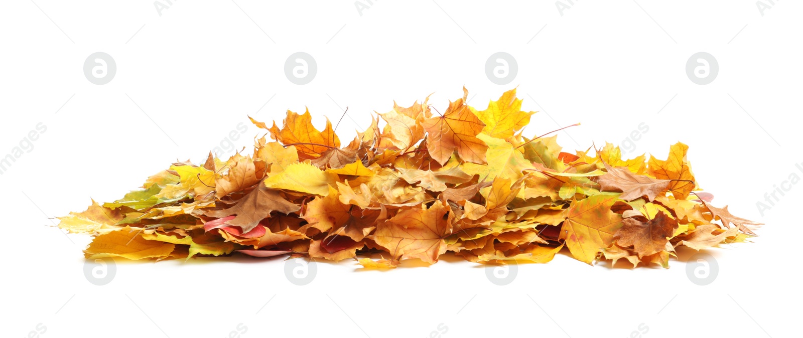 Photo of Heap of autumn leaves on white background