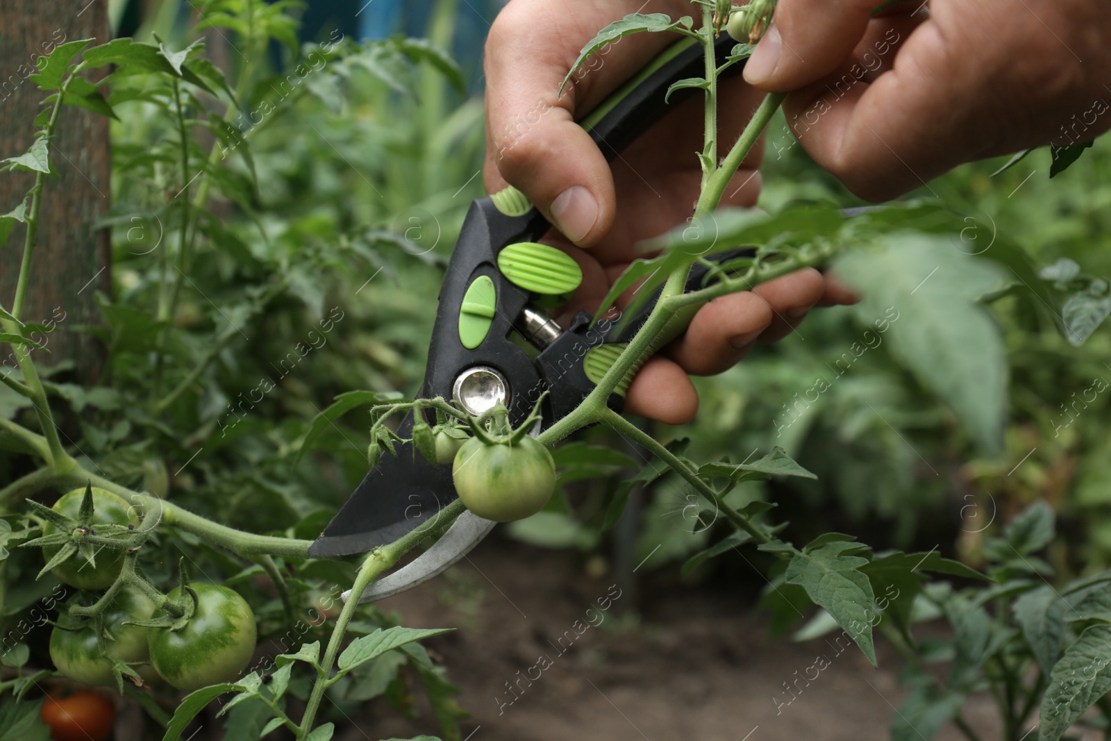 Photo of Man pruning tomato bush with secateurs in garden, closeup