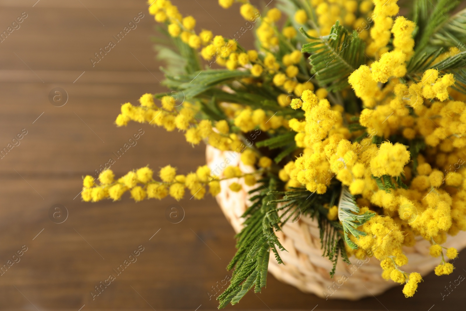 Photo of Beautiful mimosa flowers in basket on wooden table, above view. Space for text