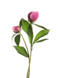 Bright peony on white background. Beautiful spring flower