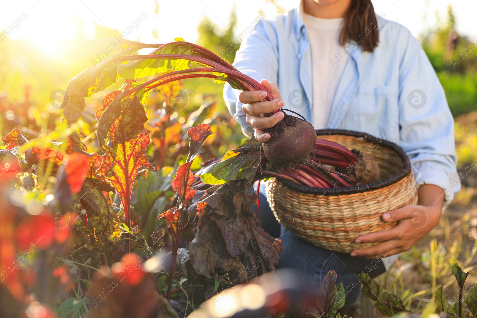 Photo of Woman harvesting fresh ripe beets on farm, closeup