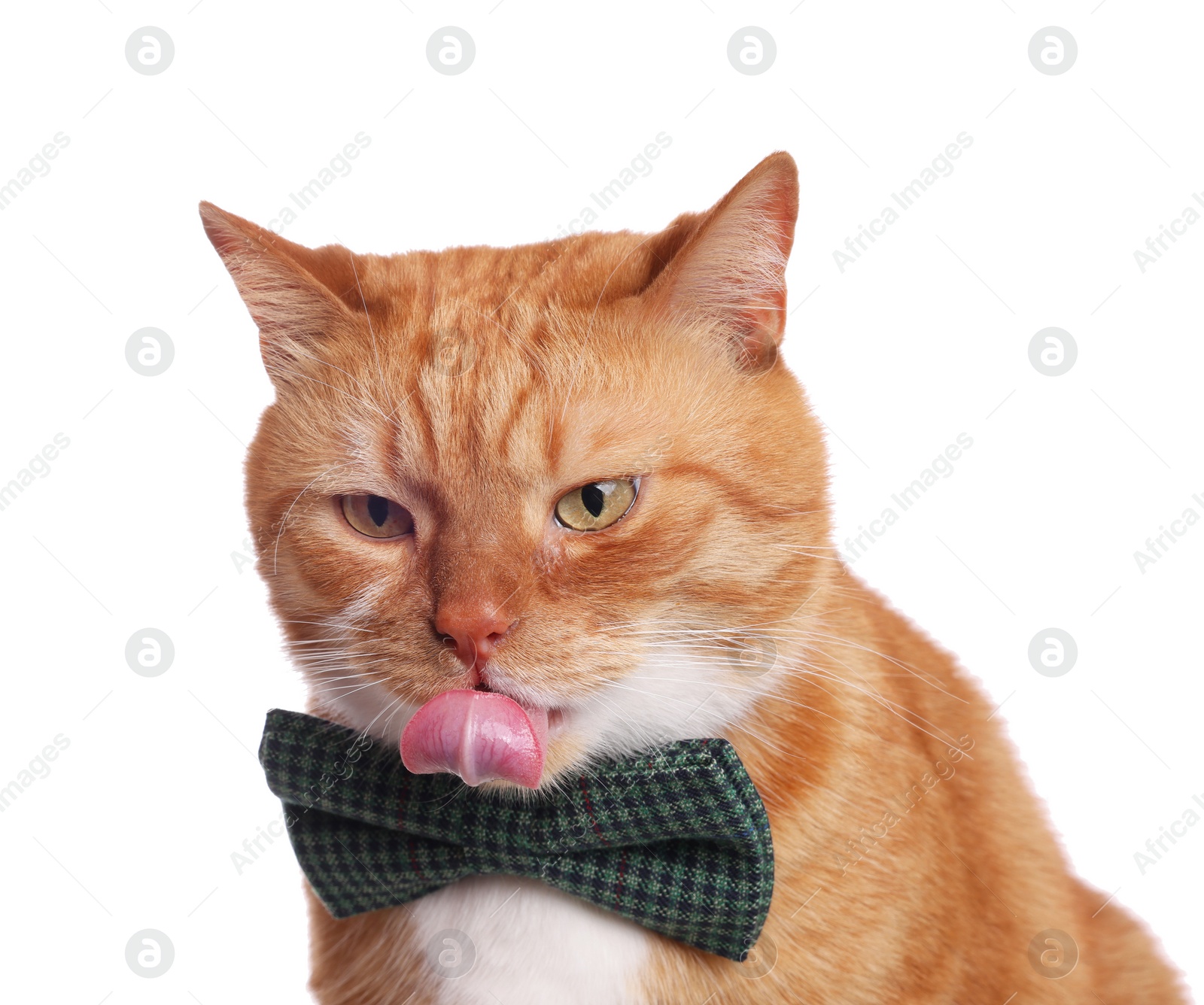 Photo of Cute cat with bow tie licking itself on white background