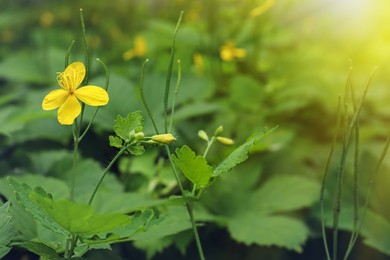 Photo of Celandine plant with yellow flowers growing outdoors, closeup. Space for text