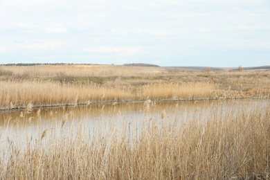 Photo of Picturesque view of river bank with reeds