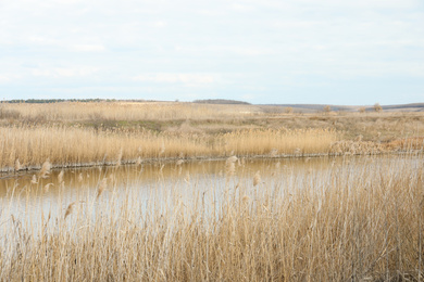 Picturesque view of river bank with reeds