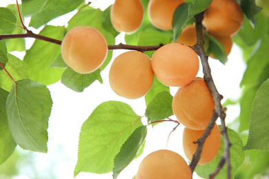 Photo of Delicious ripe apricots on tree outdoors, closeup