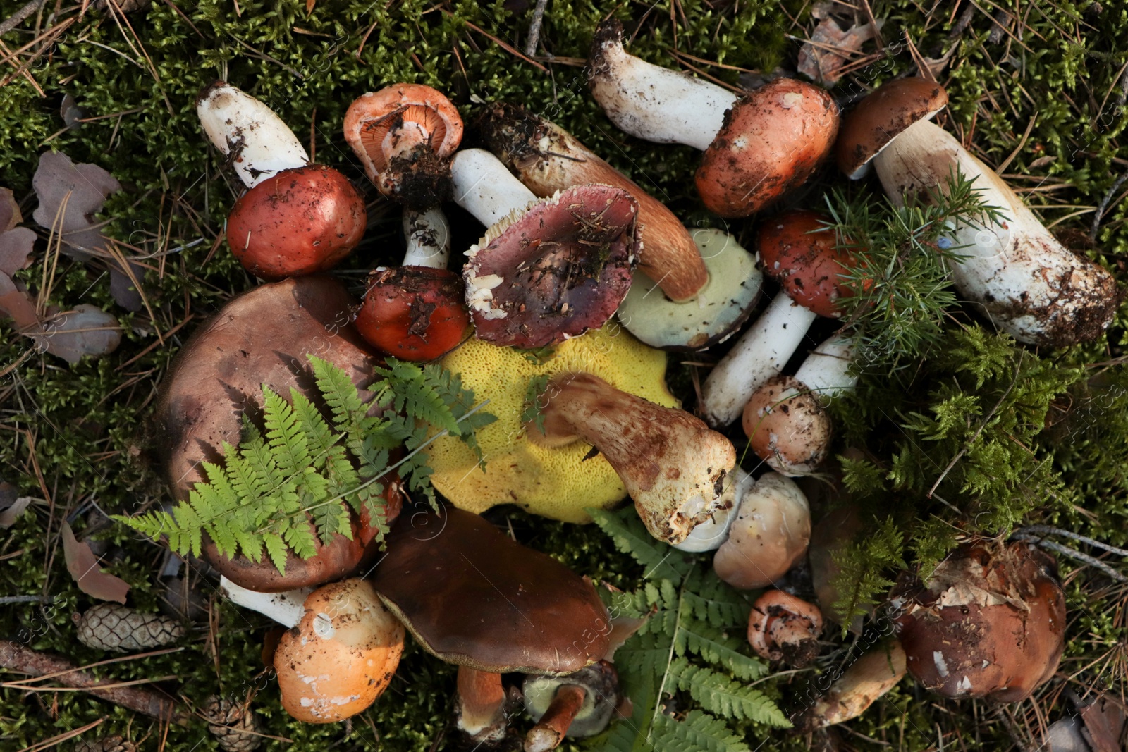 Photo of Many different fresh forest mushrooms on grass, top view