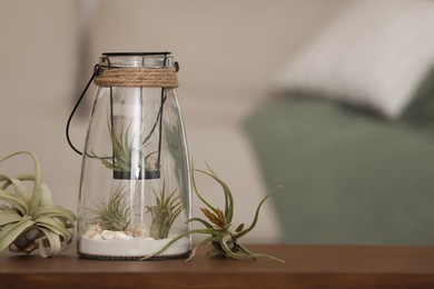 Photo of Different tillandsia plants and florarium on wooden table indoors, space for text. House decor