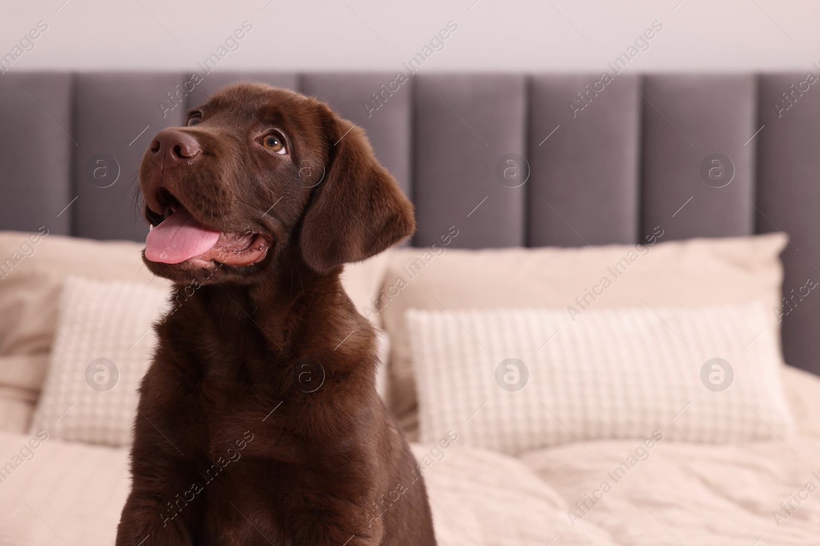 Photo of Cute chocolate Labrador Retriever on soft bed in room, space for text. Lovely pet