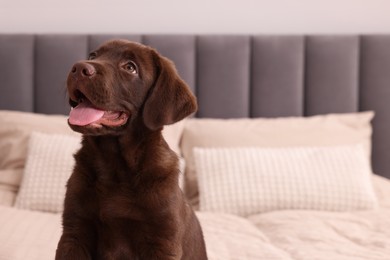 Cute chocolate Labrador Retriever on soft bed in room, space for text. Lovely pet